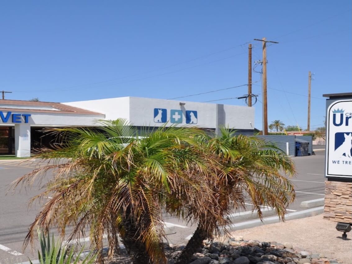 Top Rated Veterinarian In Mesa