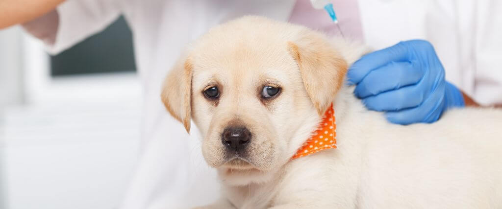 Puppy receiving a dog vaccination at the vet's office