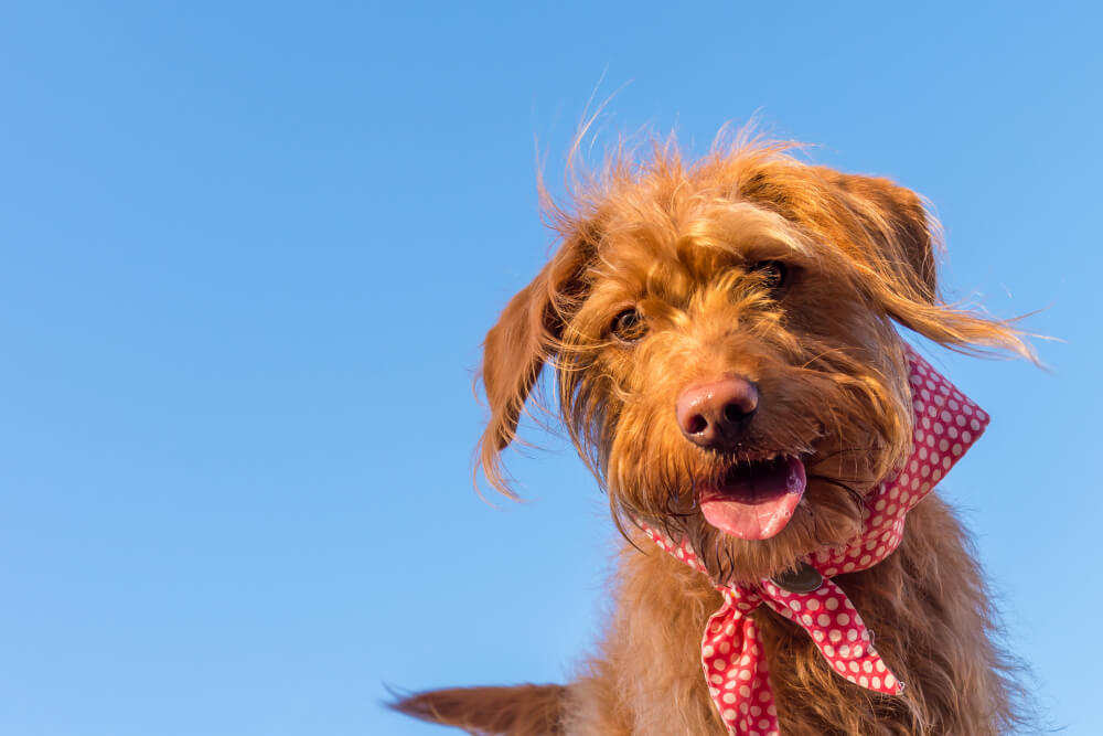 animal hospital Mesa AZ