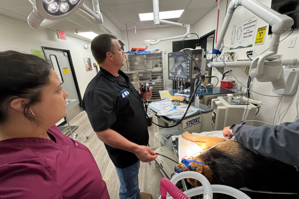 Top rated pet clinic in Mesa AZ