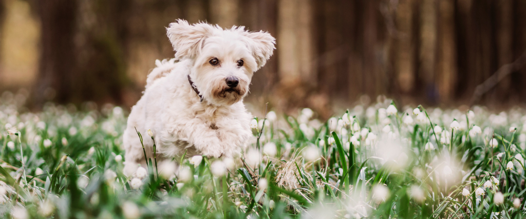 Dog leaping into white flowers