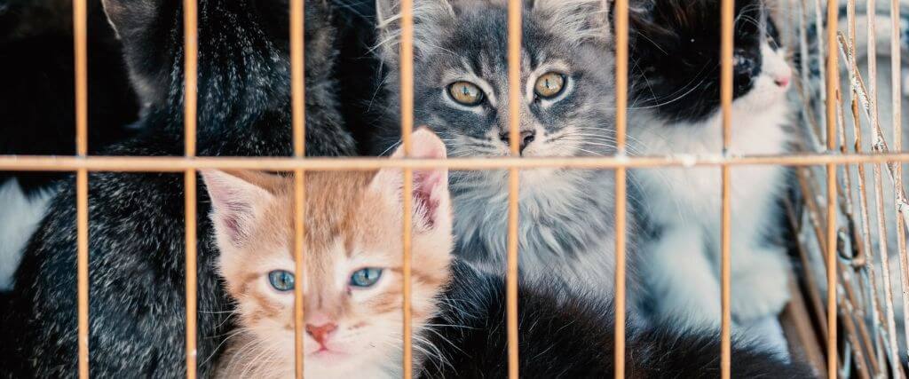 Kittens in a cage at an animal shelter.