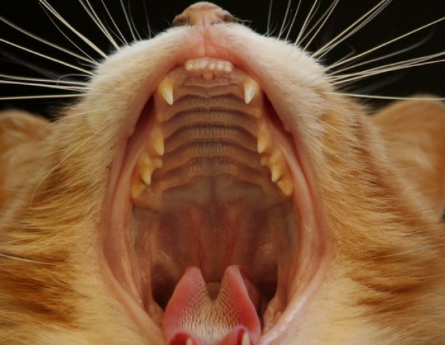 Cat Dental Health: What Cat Lovers Need to Know