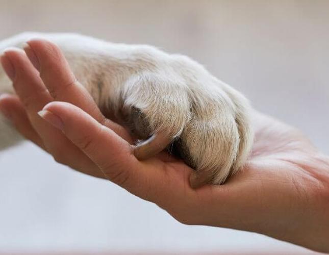Dealing with Holidays After the Loss of a Pet