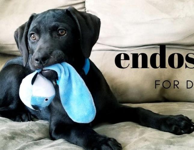 Why Might My Dog Need an Endoscopy?