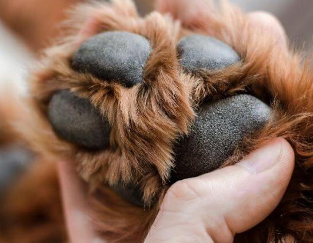 Paw Pad Burns: How They Happen & What You Can Do About Them
