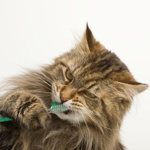 dental care