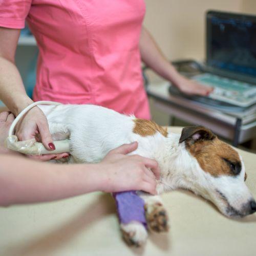 ultrasound