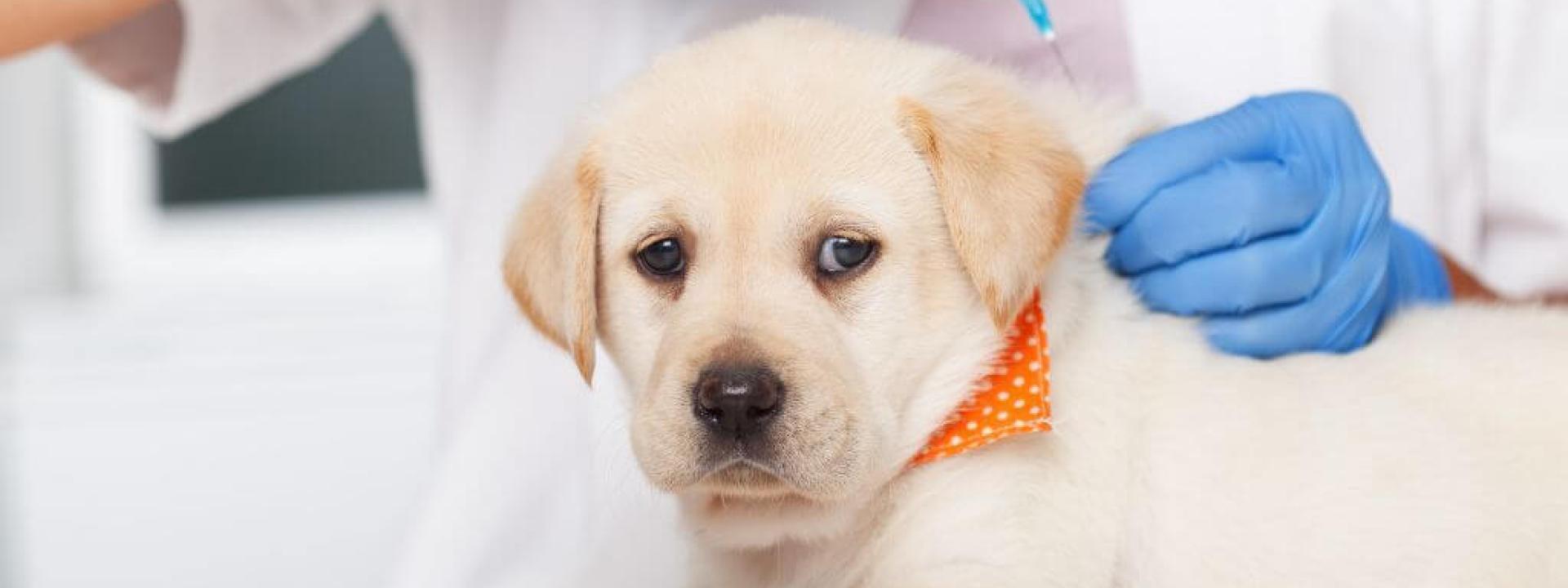 Puppy receiving a dog vaccination at the vet's office
