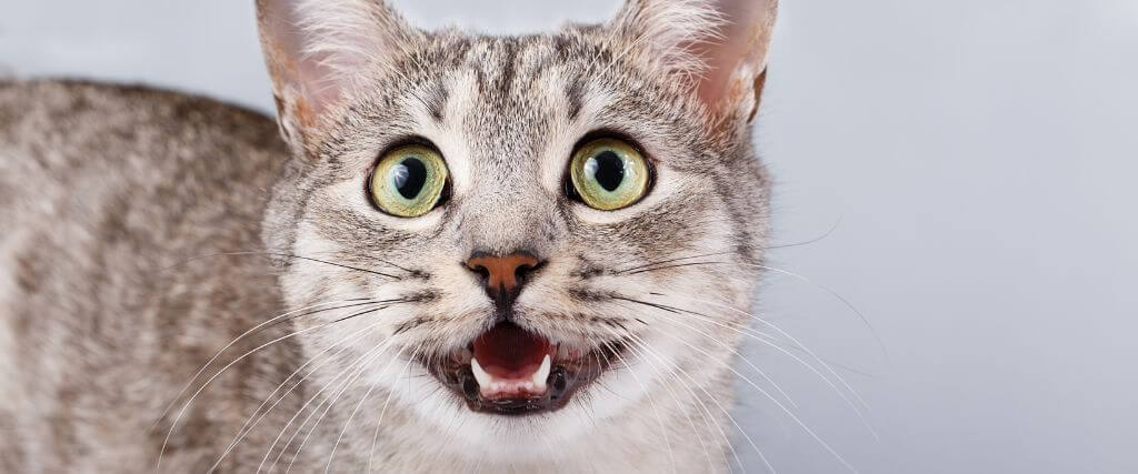 9 Aspects of Cat Preventive Care That Every Owner Should Know