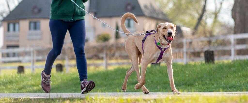 A dog in a leash and harness on a walk with its owner.